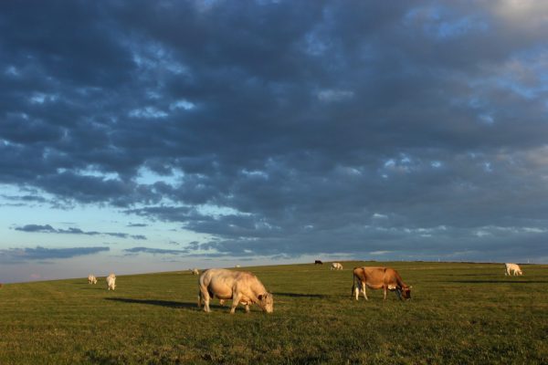 vaches en estive