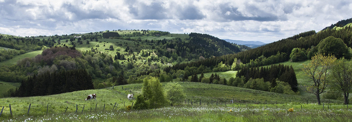 paysage forez vue montagne