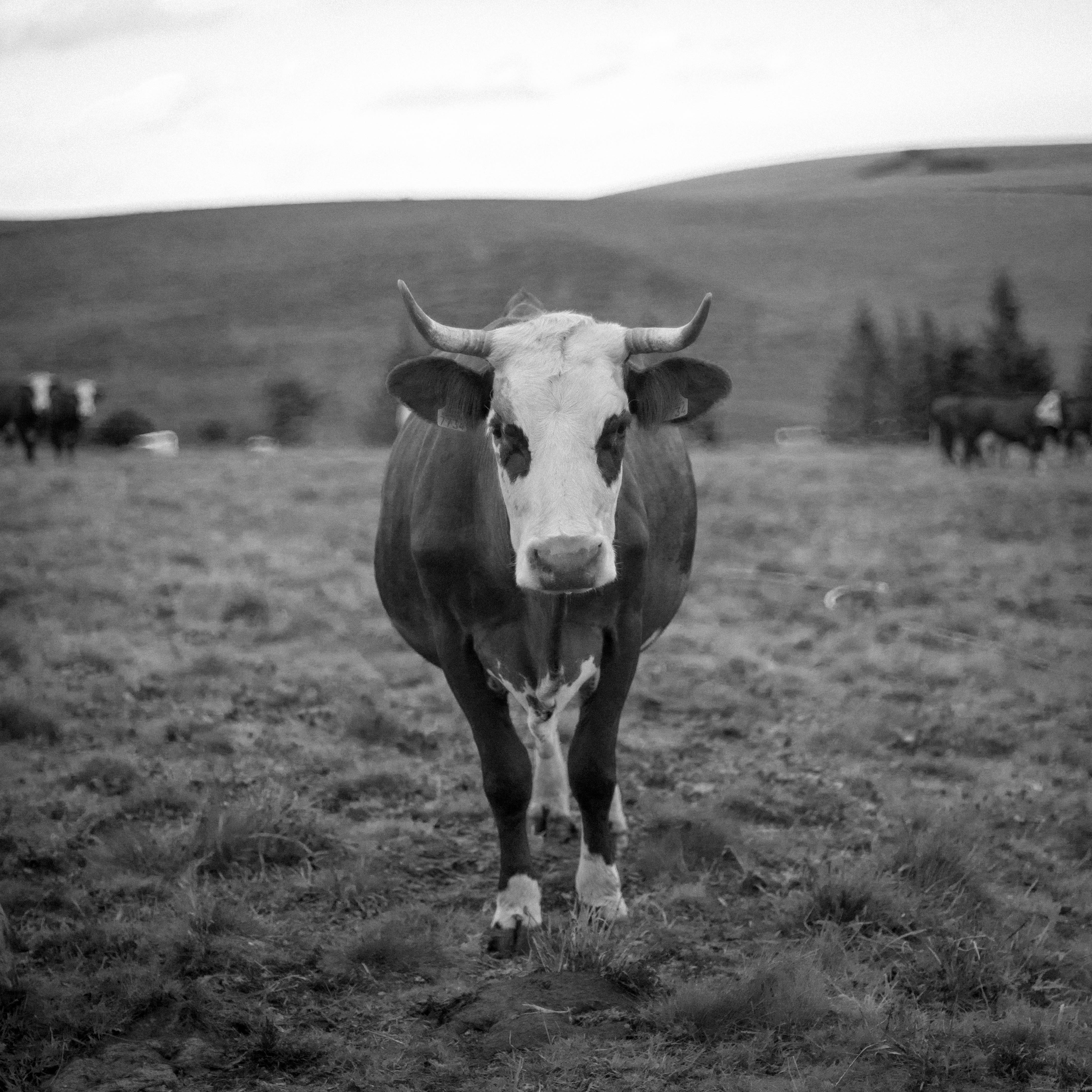 Balade sur l'histoire de la fourme d'estive à la Jasserie du Coq Noir